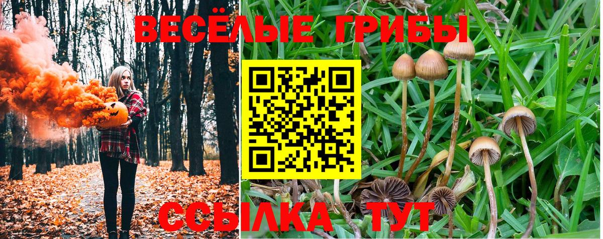 Курчалой  Псилоцибиновые грибы мицелий  Вход с VPN 